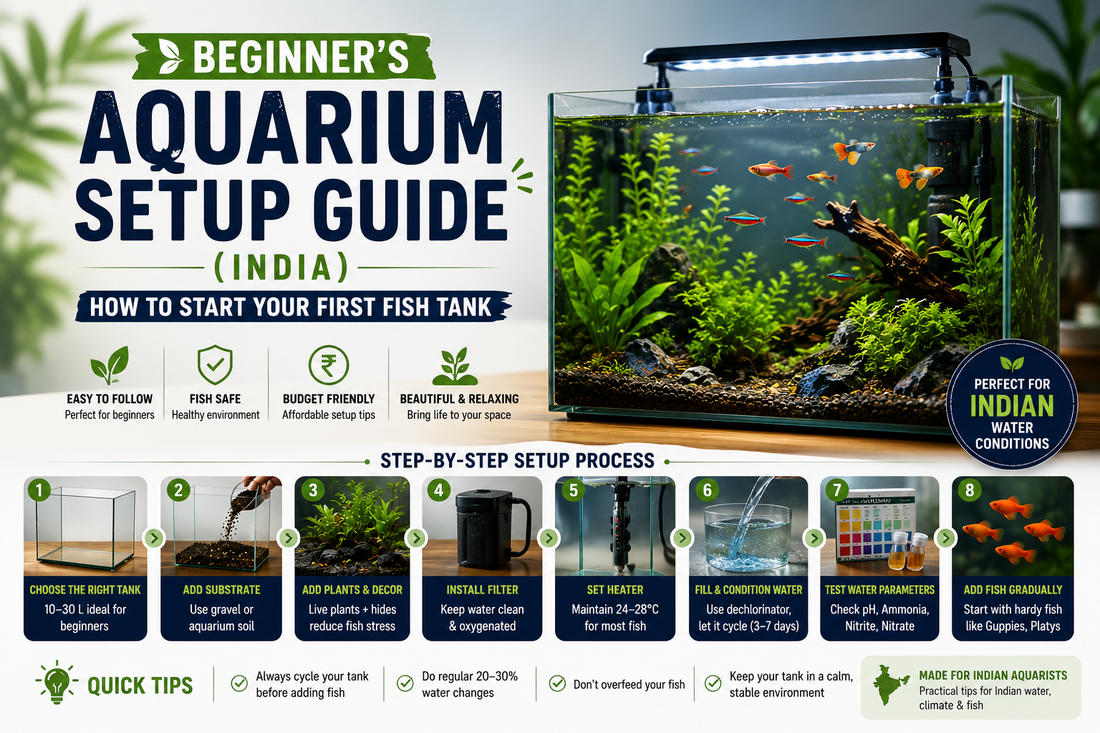 Beginner Aquarium Setup Guide (India): Start a Fish Tank | Fish Bazaar