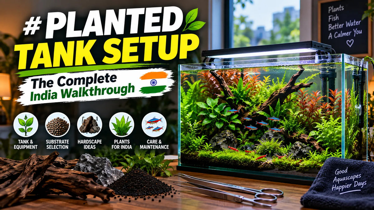 Planted Tank Setup: The Complete India Walkthrough