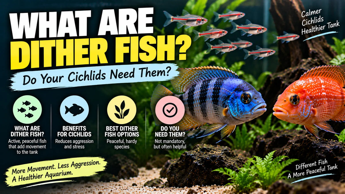 What Are Dither Fish? Do Your Cichlids Need Them?