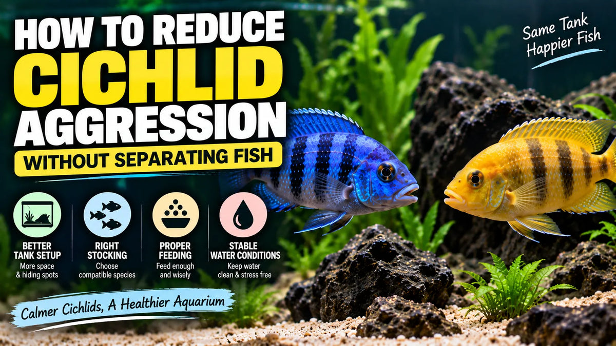 How to Reduce Cichlid Aggression Without Separating Fish