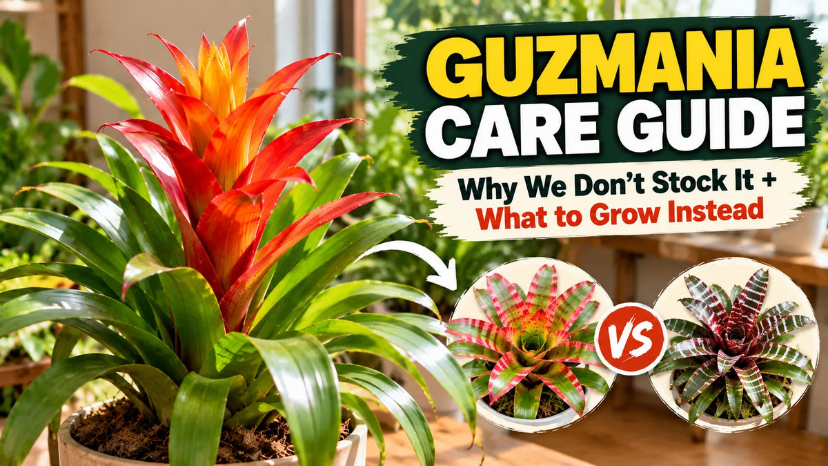 Guzmania Bromeliad Care Guide (India): Why We Don't Stock It & What to Buy Instead