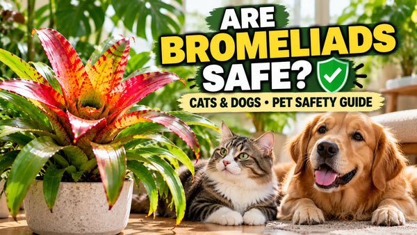 Are Bromeliads Safe for Cats and Dogs? Pet Safety Guide (India)