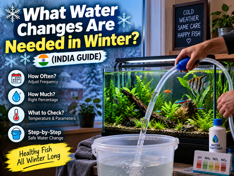 What Water Changes Are Needed in Winter? (India Guide)
