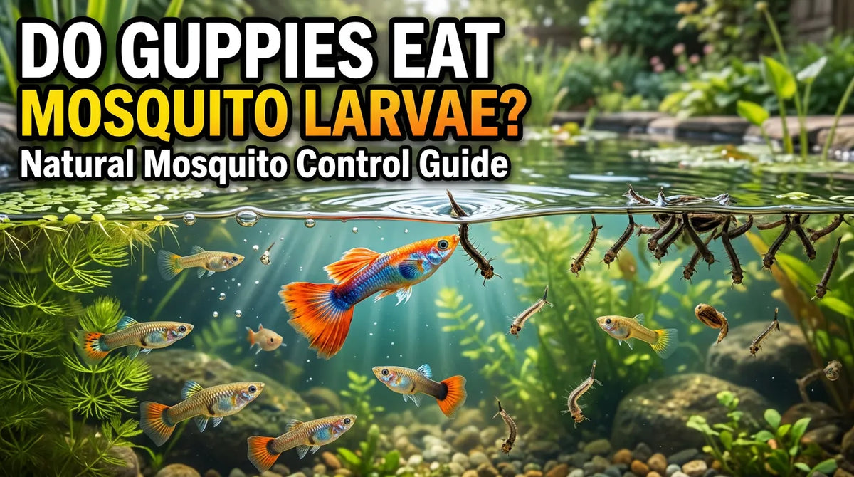 Do Guppies Eat Mosquito Larvae? Natural Mosquito Control Guide
