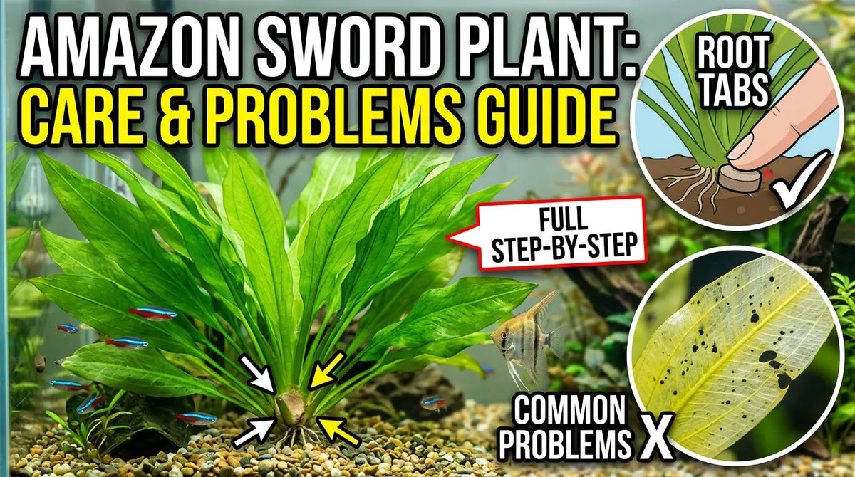 Amazon Sword Plant: Care, Root Tabs and Problems Guide
