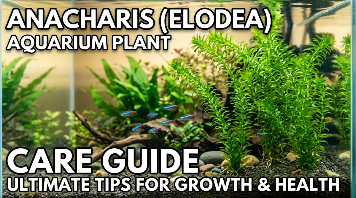 Anacharis (Elodea, Egeria Densa) Aquarium Plant Care Guide
