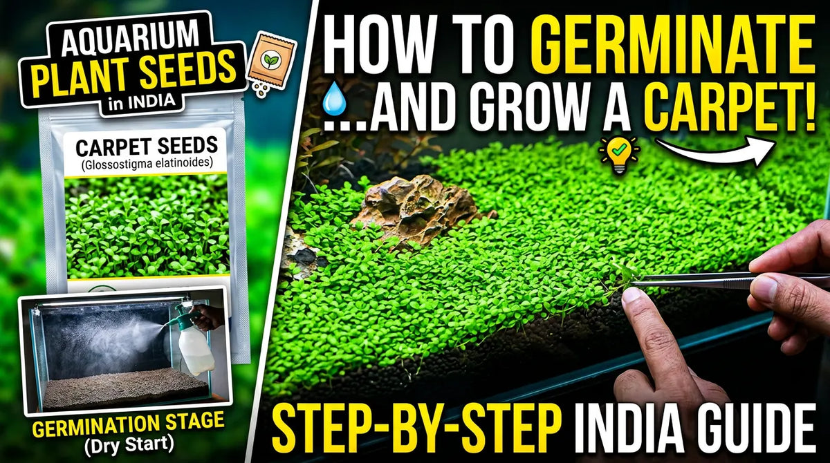 Aquarium Plant Seeds in India: How to Germinate and Grow a Carpet