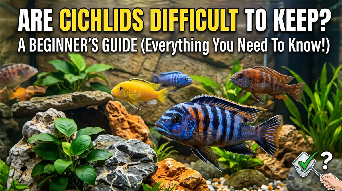 Are Cichlids Difficult to Keep? A Beginner's Guide