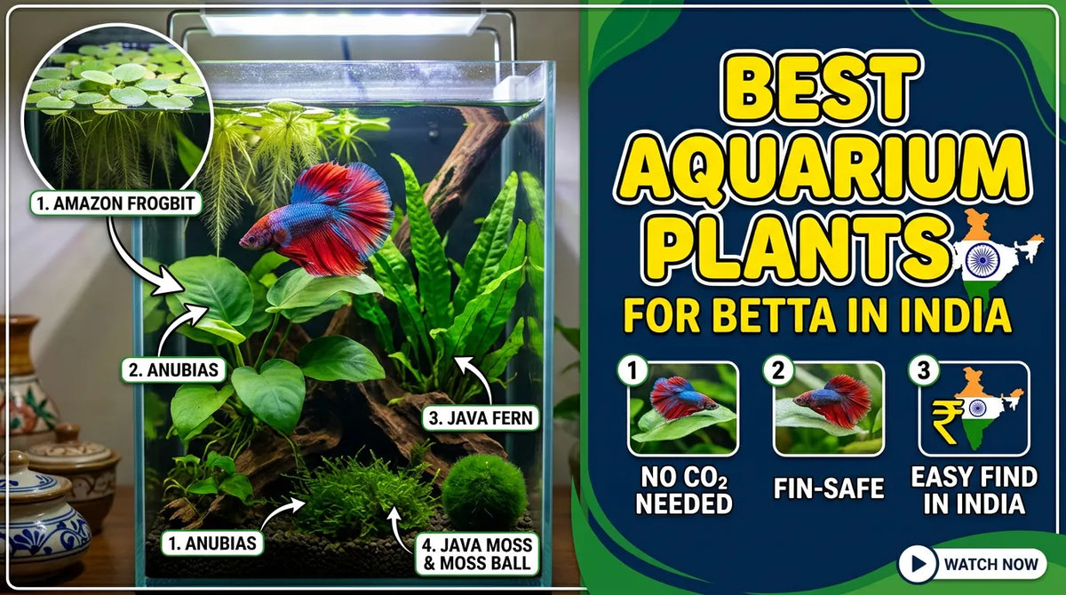 Best Aquarium Plants for Betta Fish in India