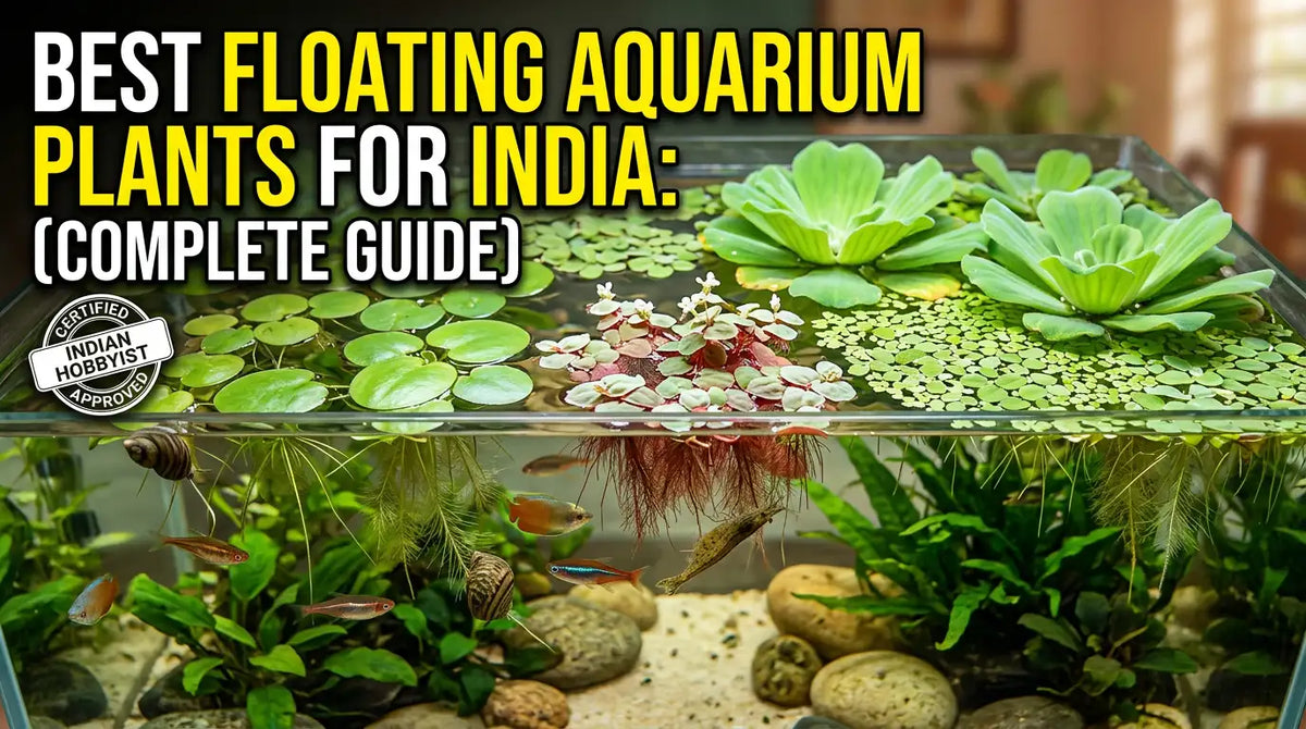 Best Floating Aquarium Plants for India: Complete Guide