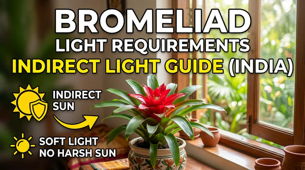 Bromeliad Light Requirements: Indirect Light Guide (India)