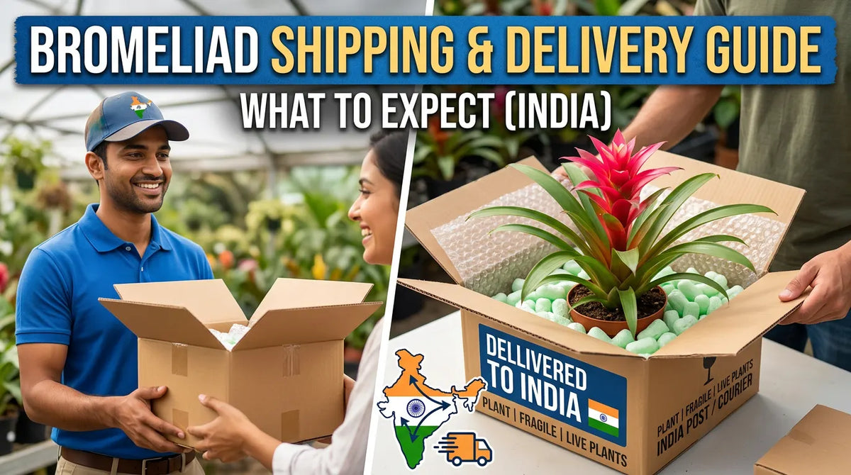 Bromeliad Shipping & Delivery Guide: What to Expect (India)