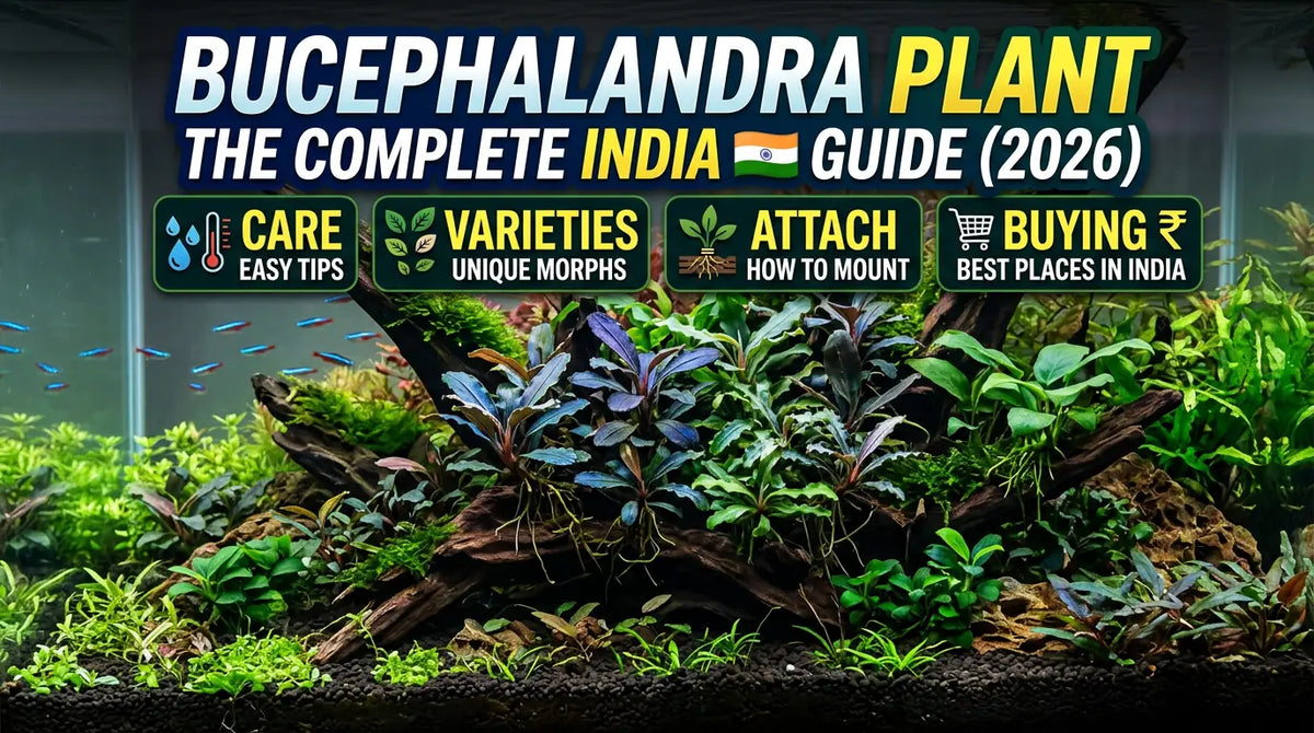 Bucephalandra Plant: The Complete India Guide (2026) - Care, Varieties, Attach & Buying