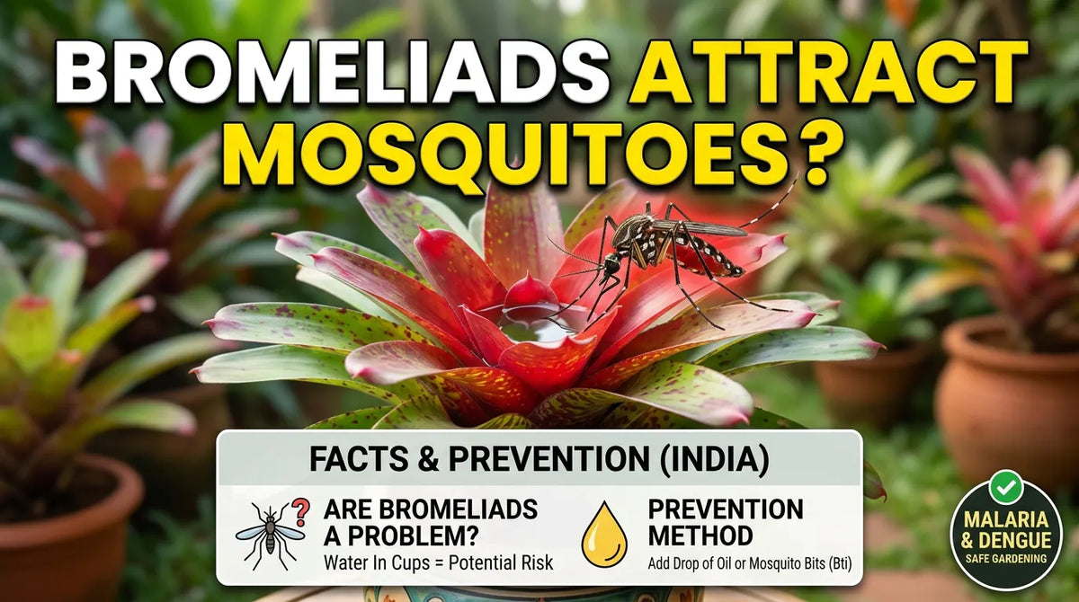 Do Bromeliads Attract Mosquitoes? Facts & Prevention (India)