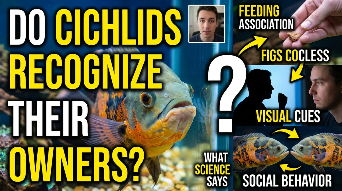 Do Cichlids Recognize Their Owners?