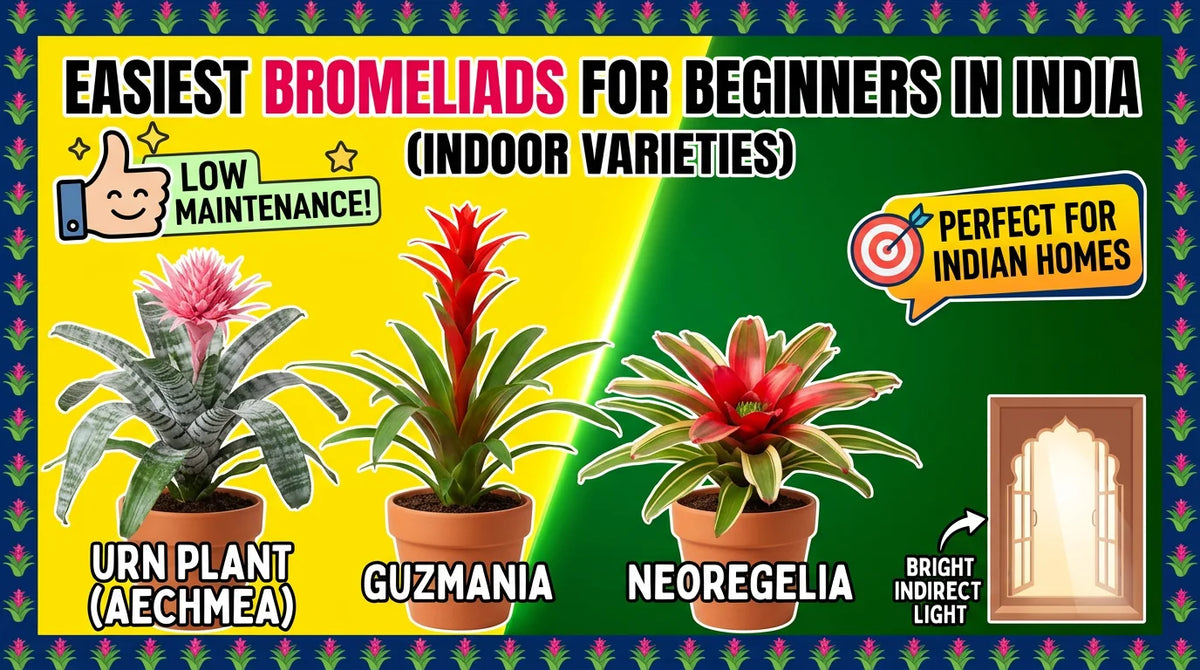 Easiest Bromeliads for Beginners in India (Indoor Varieties)