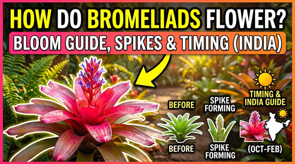 How Do Bromeliads Flower? Bloom Guide, Spikes & Timing (India)