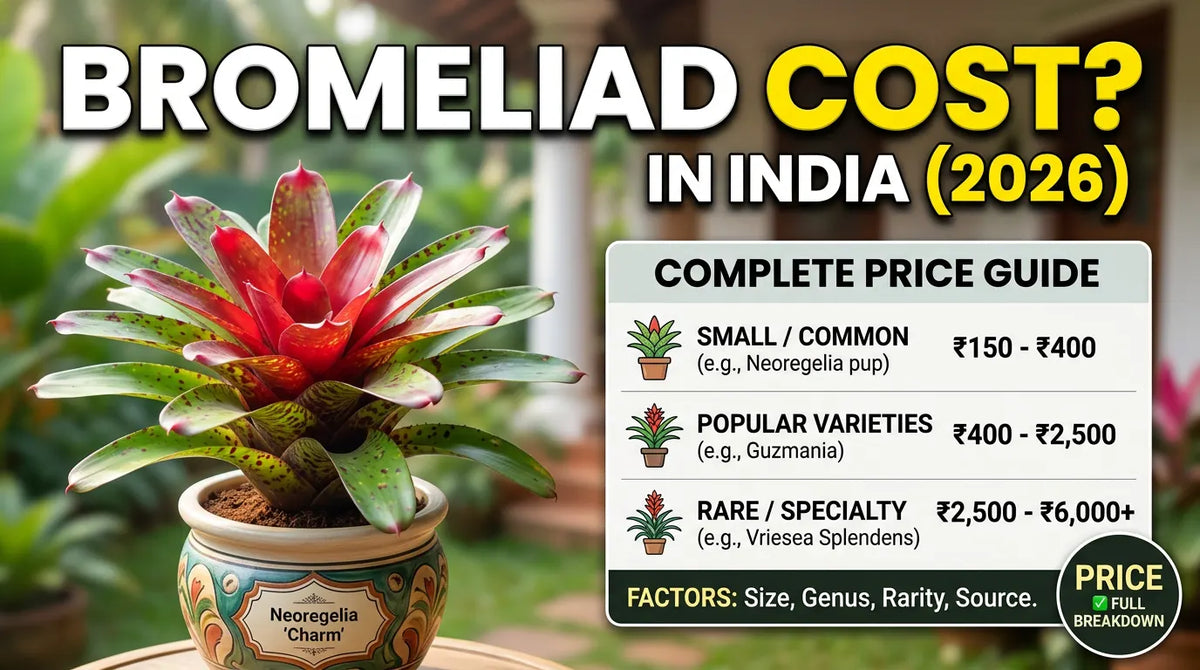 How Much Do Bromeliads Cost in India? Complete Price Guide (2026)