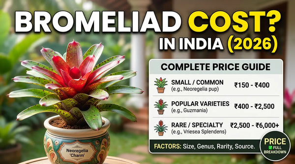 How Much Do Bromeliads Cost in India? Complete Price Guide (2026)