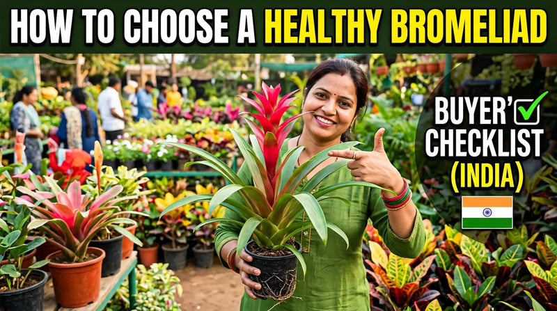 How to Choose a Healthy Bromeliad: Buyer's Checklist (India)