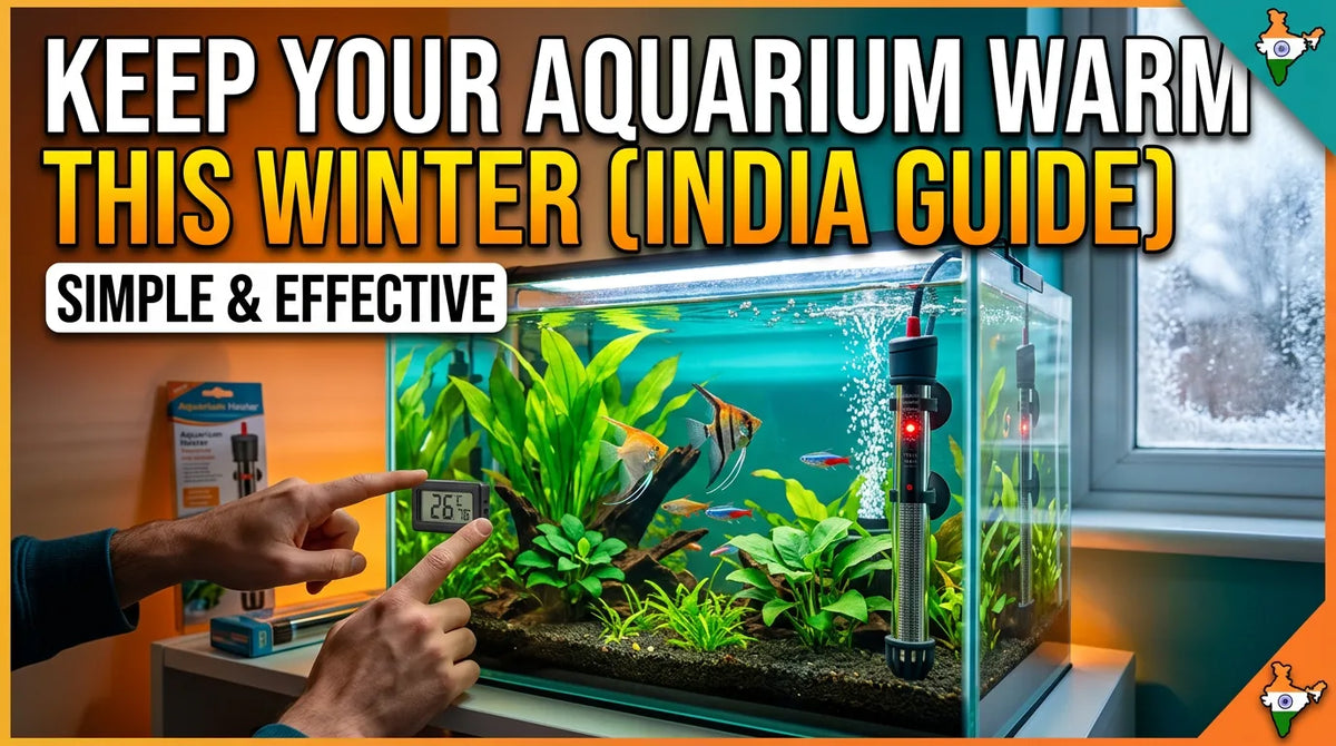 How to Keep Your Aquarium Warm During Winter (India Guide)