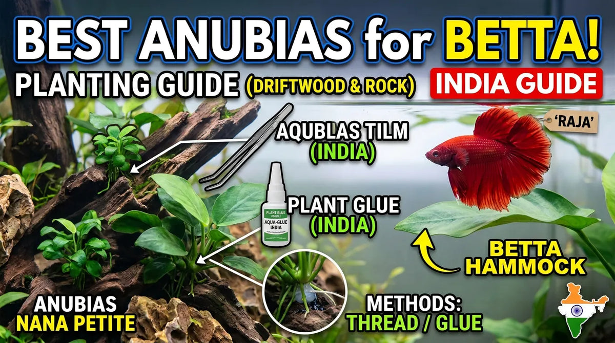 How to Plant Anubias on Driftwood & Rock (India Guide)