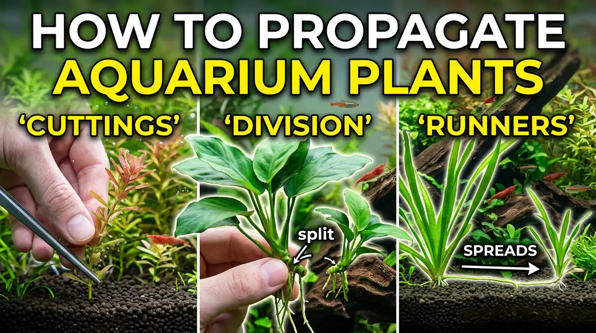 How to Propagate Aquarium Plants: Cuttings, Division and Runners (India)