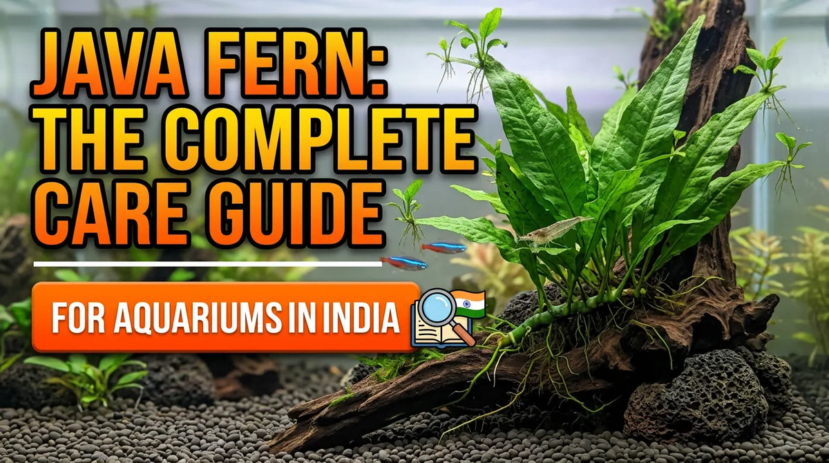 Java Fern: The Complete Care Guide for Aquariums in India
