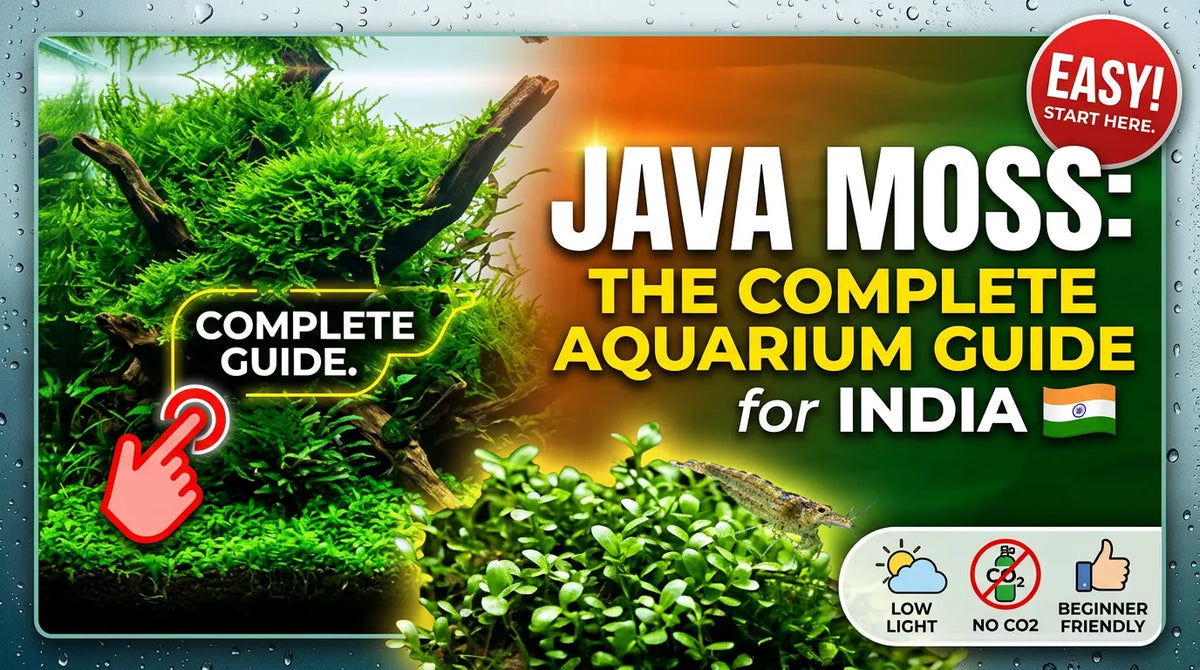 Java Moss: The Complete Aquarium Guide for India