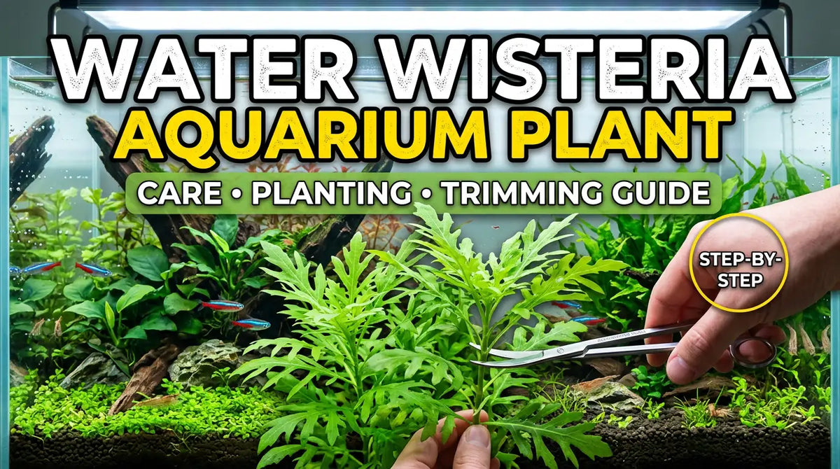 Water Wisteria Aquarium Plant: Care, Planting and Trimming Guide (India)