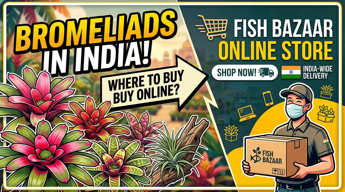 Where to Buy Bromeliads in India: Fish Bazaar Online Store