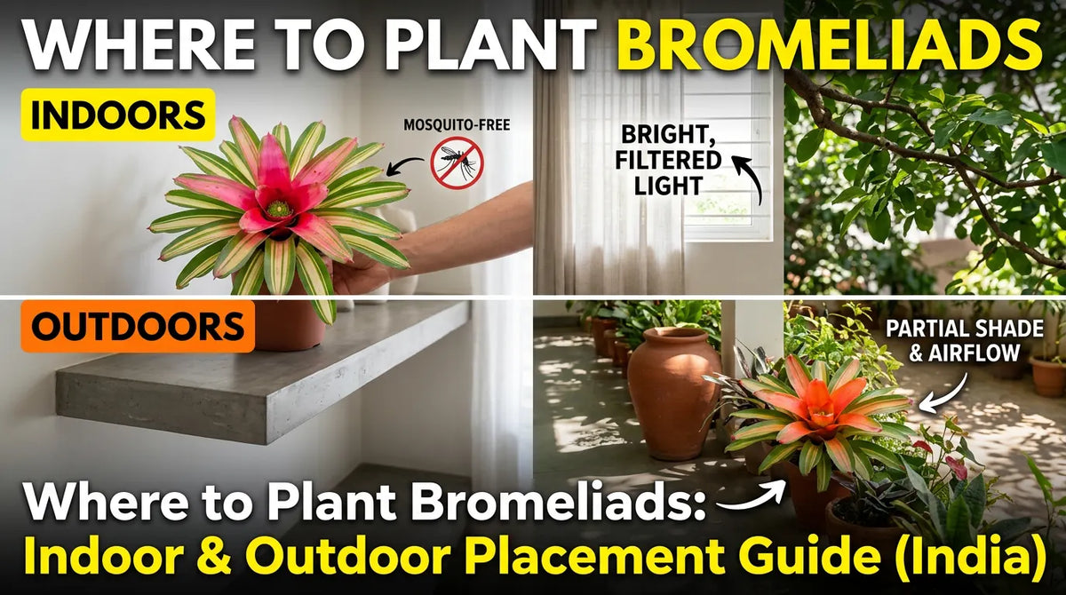 Where to Plant Bromeliads: Indoor & Outdoor Placement Guide (India)