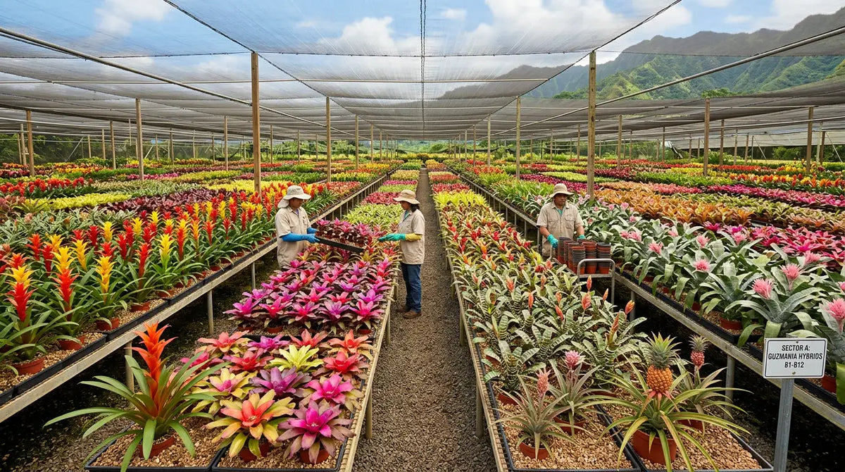 Bromeliaceae Family Explained: Species, History & Origins