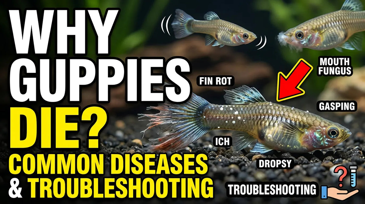 Why Do Guppies Die Common Guppy Diseases & Troubleshooting
