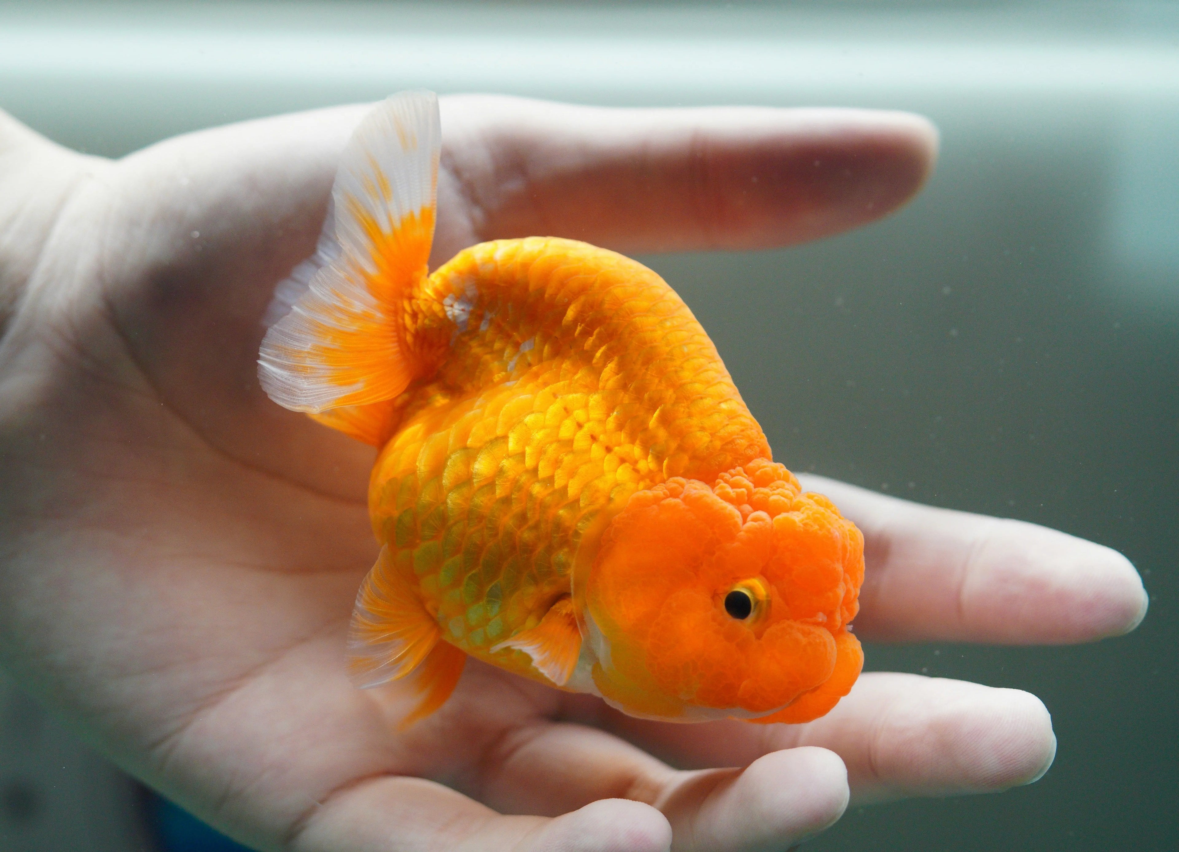 Goldfish Care Guide for India: Tank, Water, Food & Health (2026)