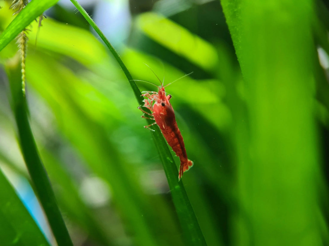 Aquarium Shrimp Care Guide for India: Tank, Water, Food & Breeding (2026)