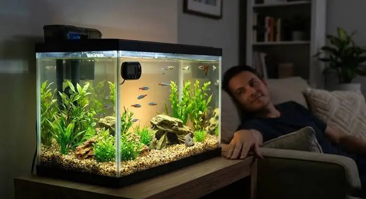 How to Set Up a Fish Tank for Beginners in India: The Complete 2026 Guide