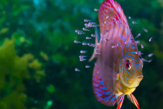 Feeding Fry and Baby Fish: The Life AAYU Guide