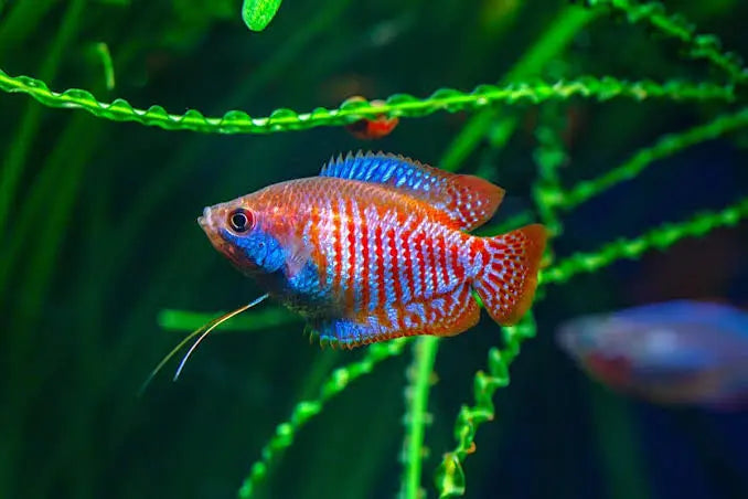 Guppy Care Guide for India: Tank, Water, Food & Breeding (2026)