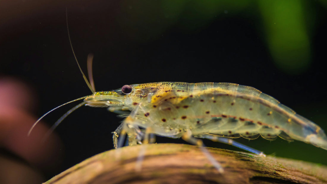 Shrimp and Dwarf Crayfish Food: The Life AAYU Range