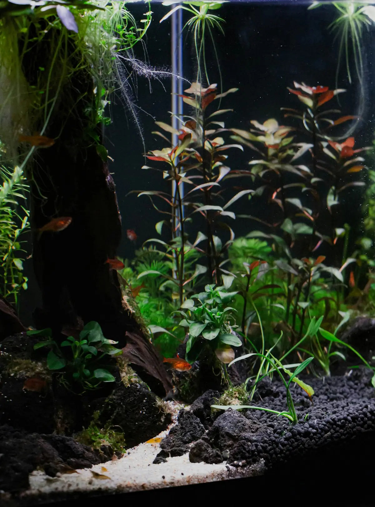 Beautiful sunken garden aquarium filled with lush green and red aquatic plants, perfect for an aquascape planted tank in India