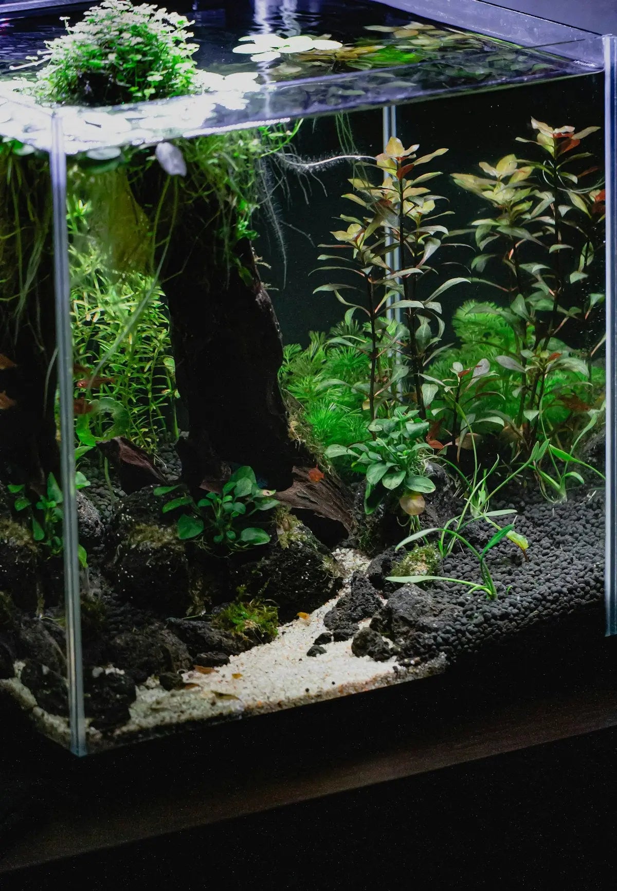 Step-by-step sunken garden aquarium setup with lush aquatic plants, hardscape rocks and driftwood in a freshwater planted tank
