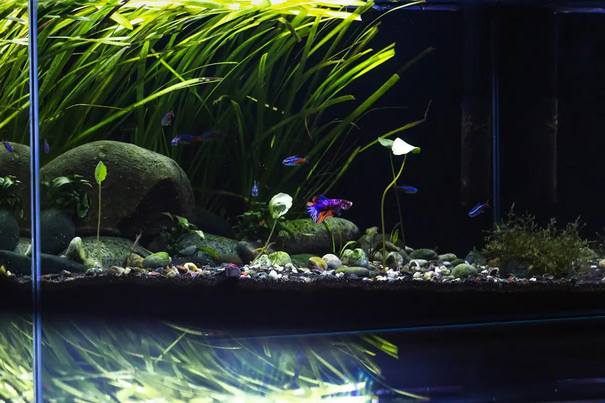 Lush planted aquarium with healthy green aquatic plants fed with aquarium fertilizer