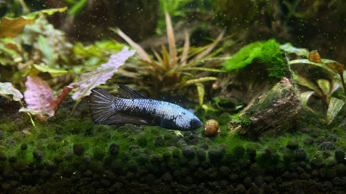 Aquarium Health and Water Care with Life AAYU