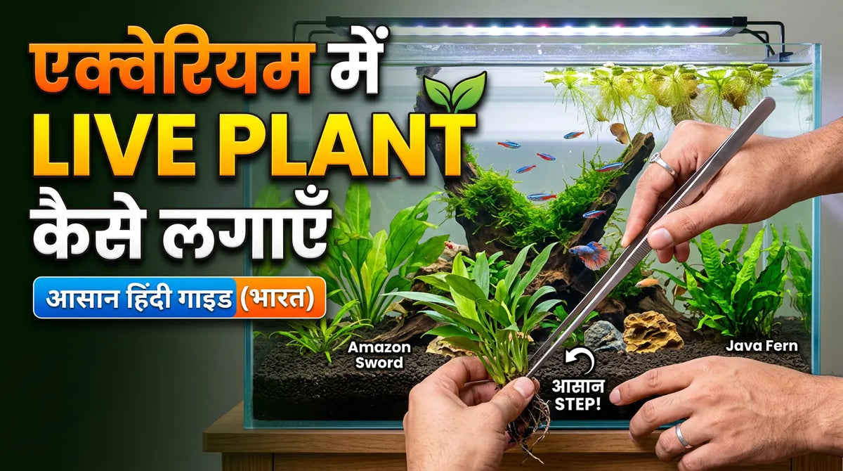 एक्वेरियम में Live Plant कैसे लगाएँ: आसान हिंदी गाइड (भारत)