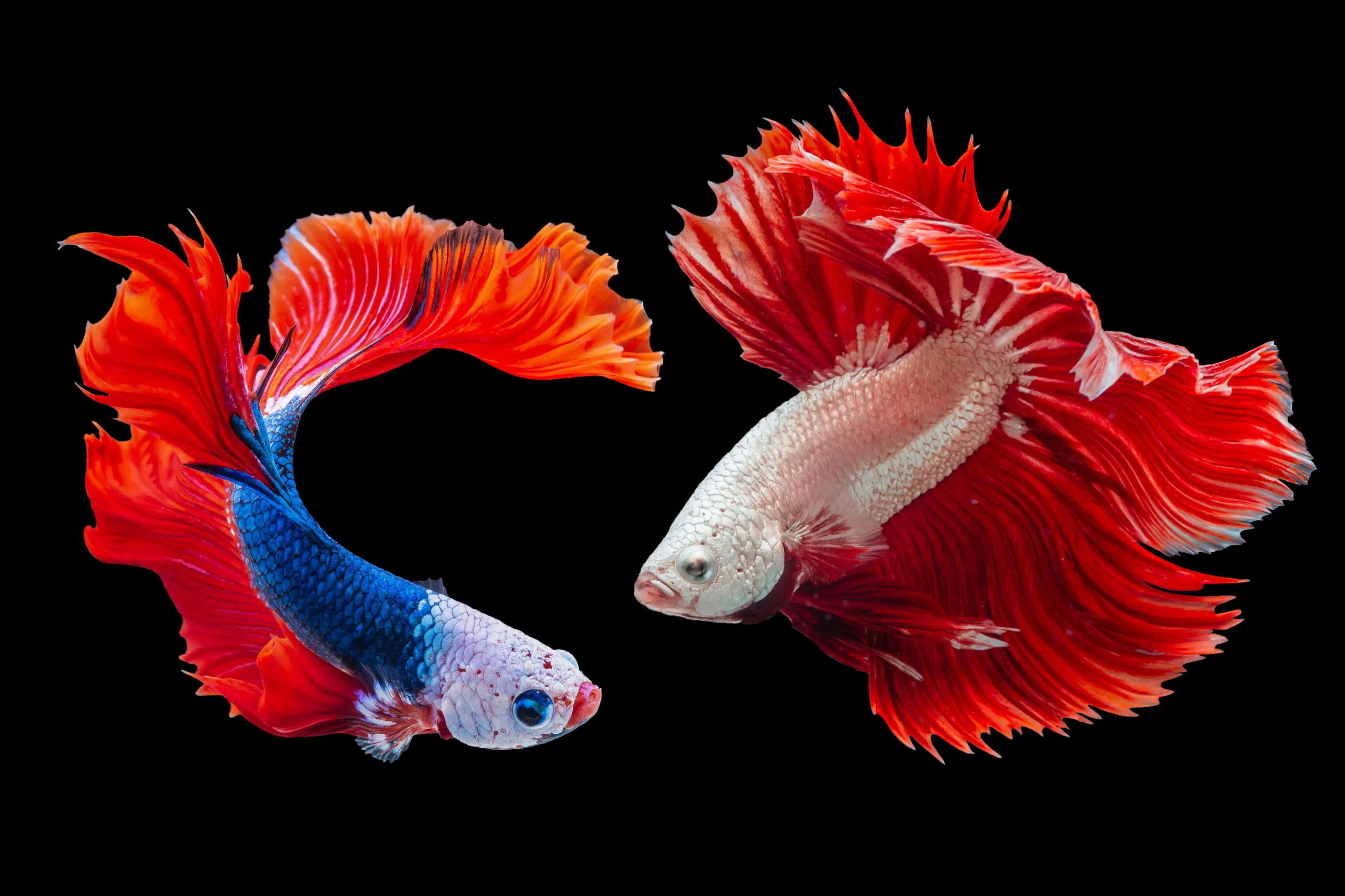 Betta Fish Care Guide for India: Tank, Water, Food & Health (2026)