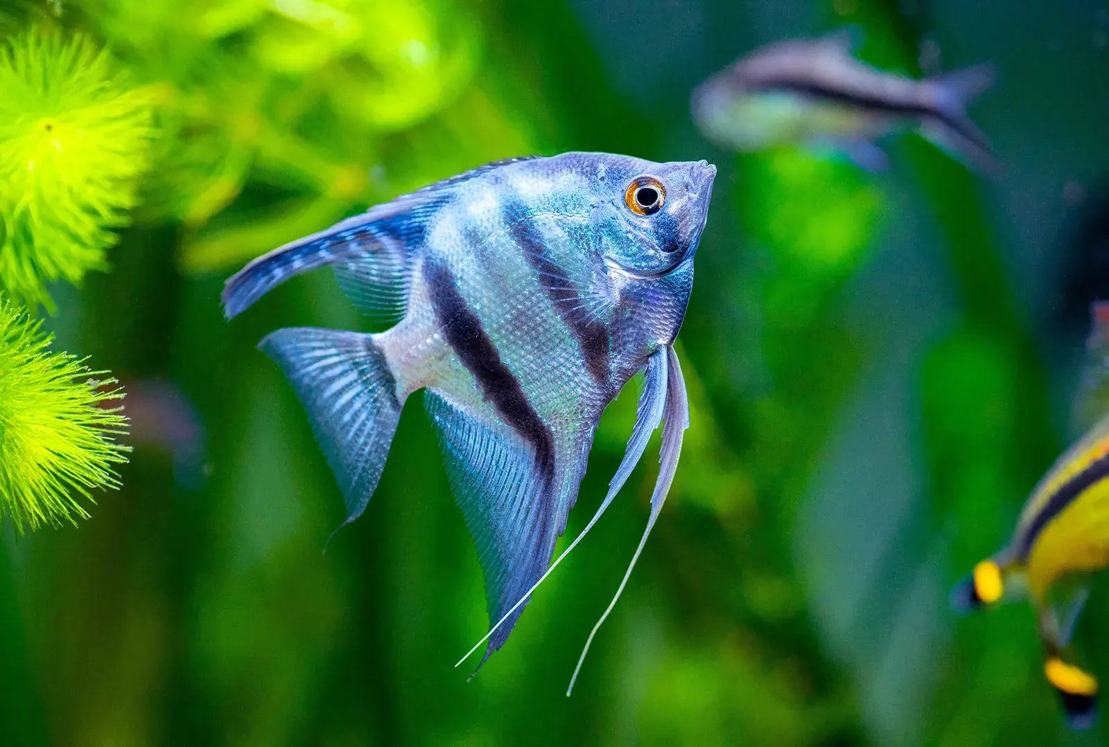 Angelfish-Care-Kit Fish Bazaar