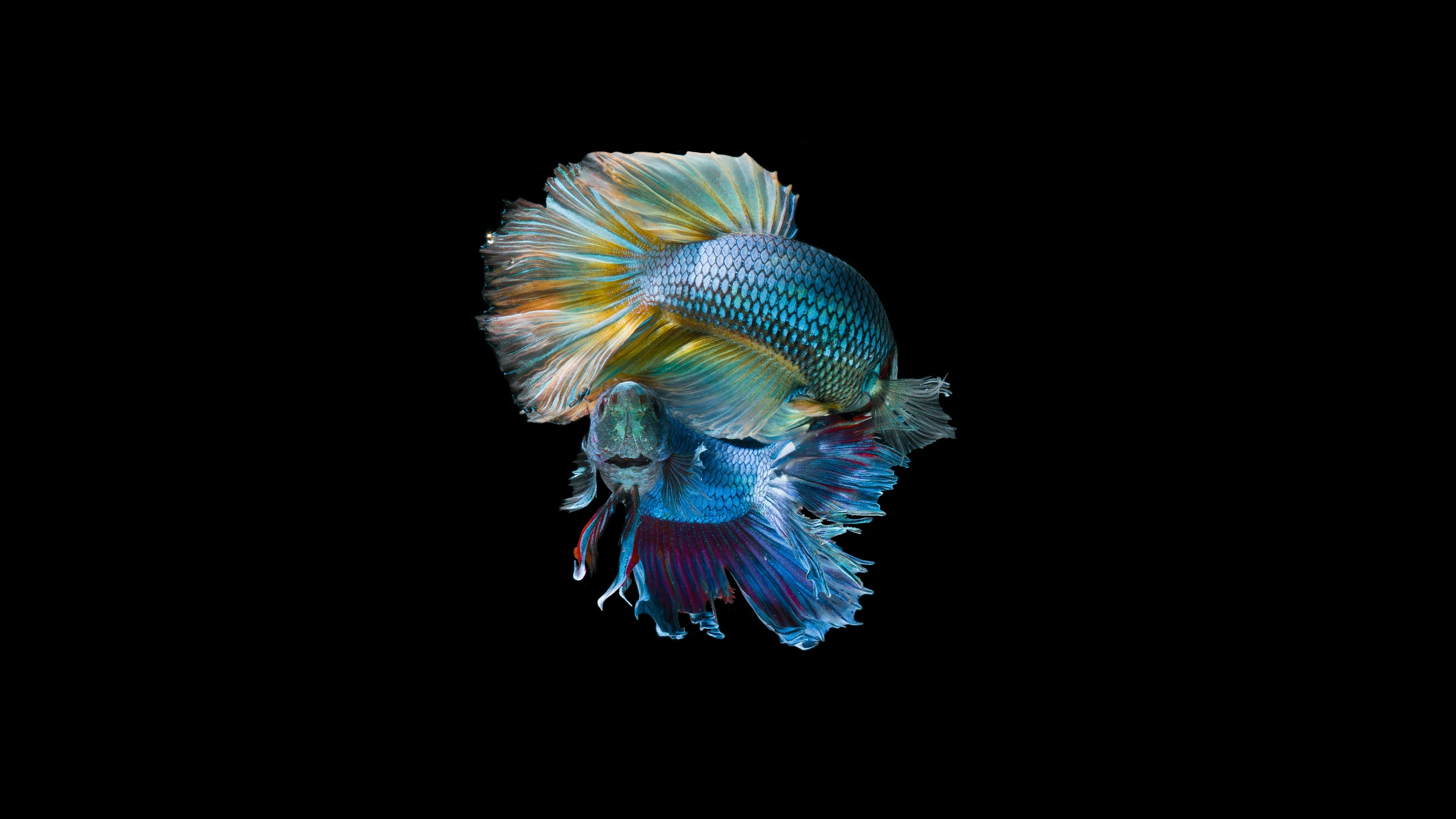 Betta Fish Care Kit