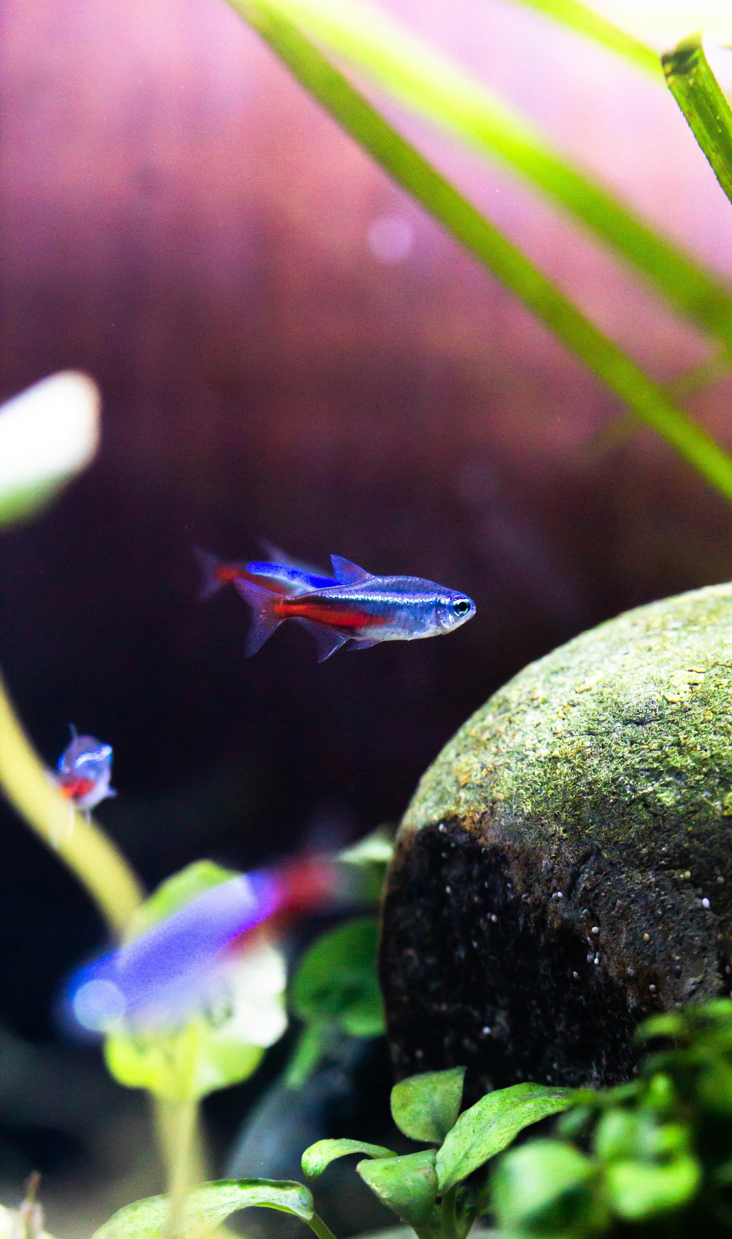 Tetra Fish Care Kit