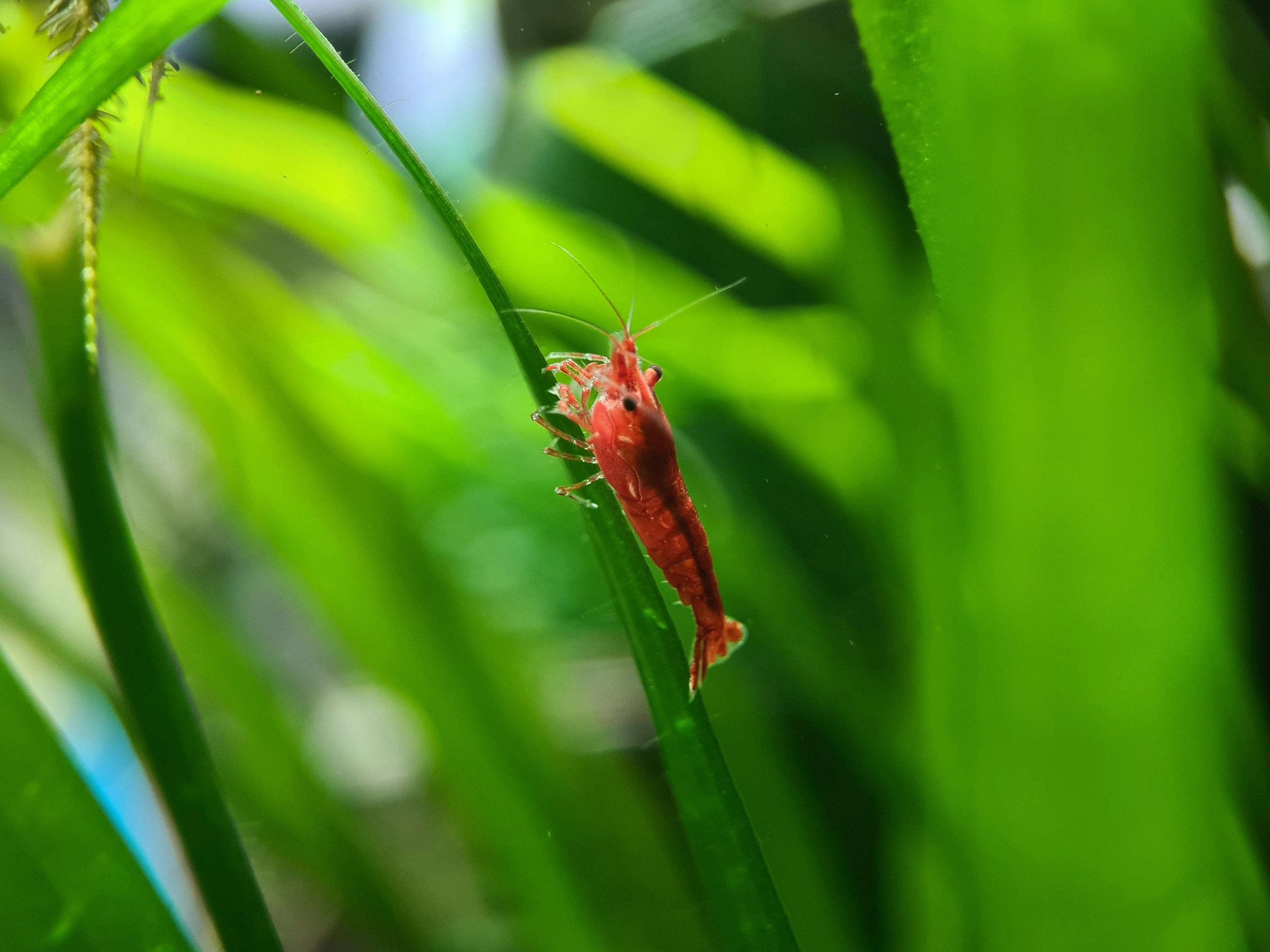 Shrimp Care Kit